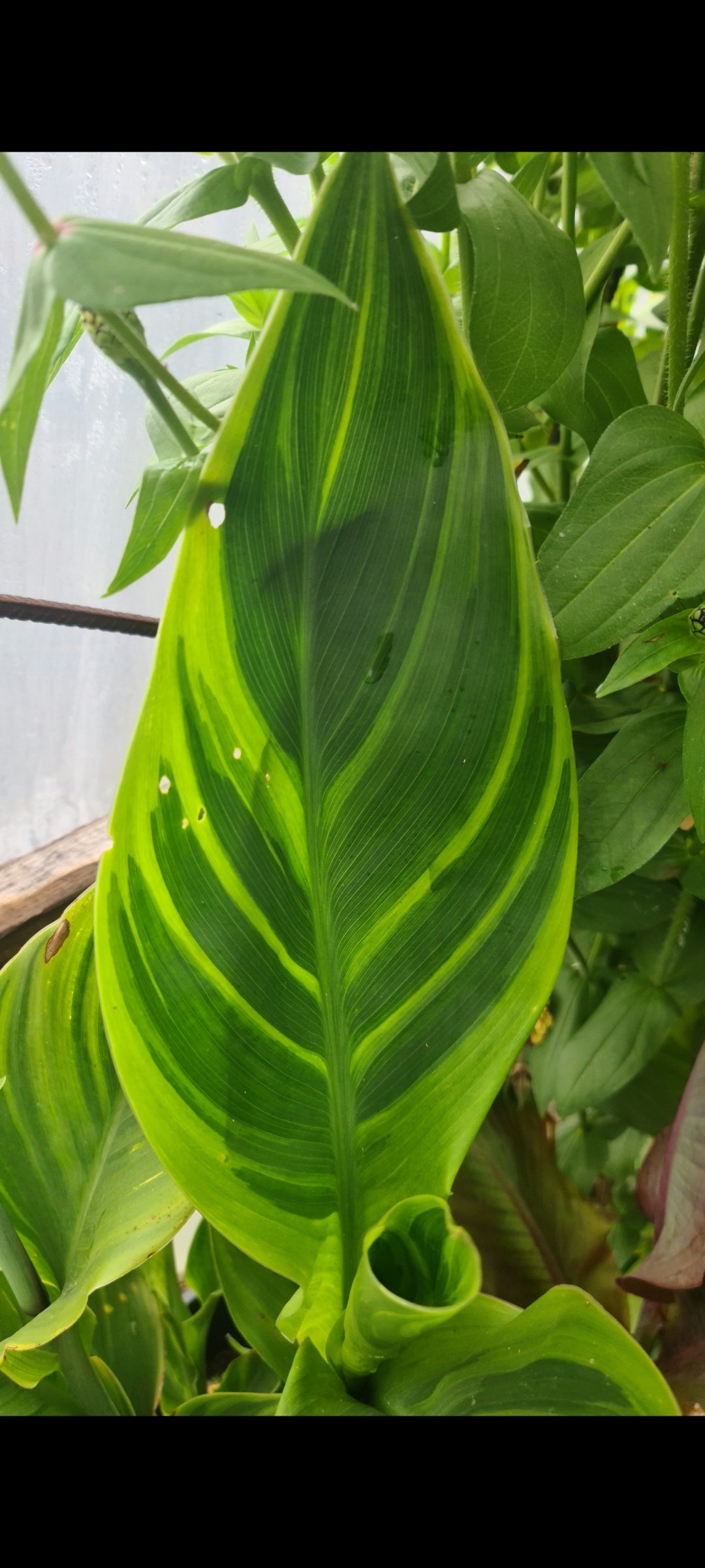 Canna 'Sri-Menanti'