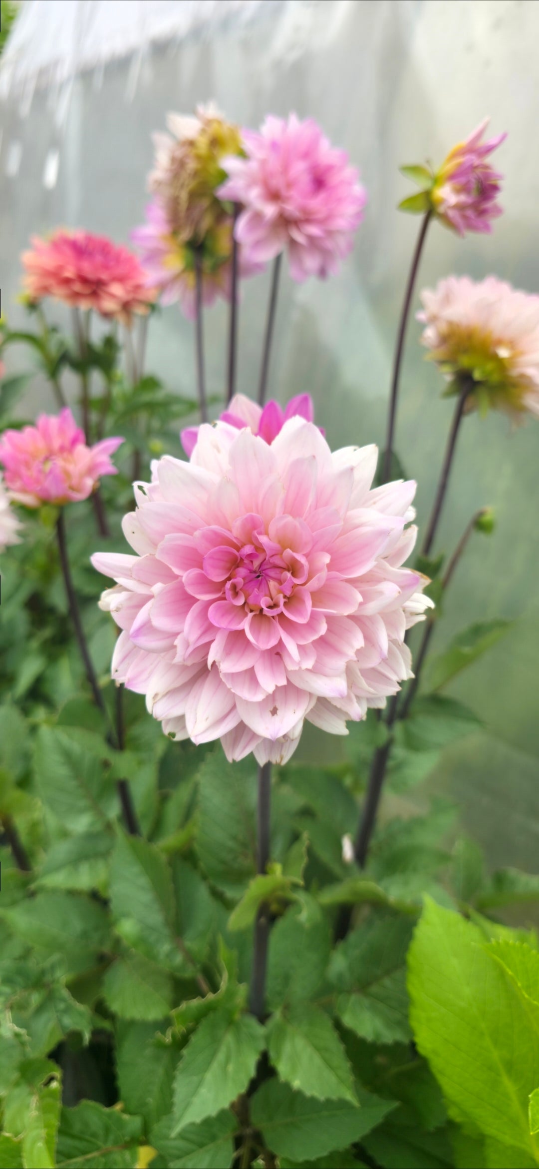 Dahlia 'Karma Prospero' - tuber