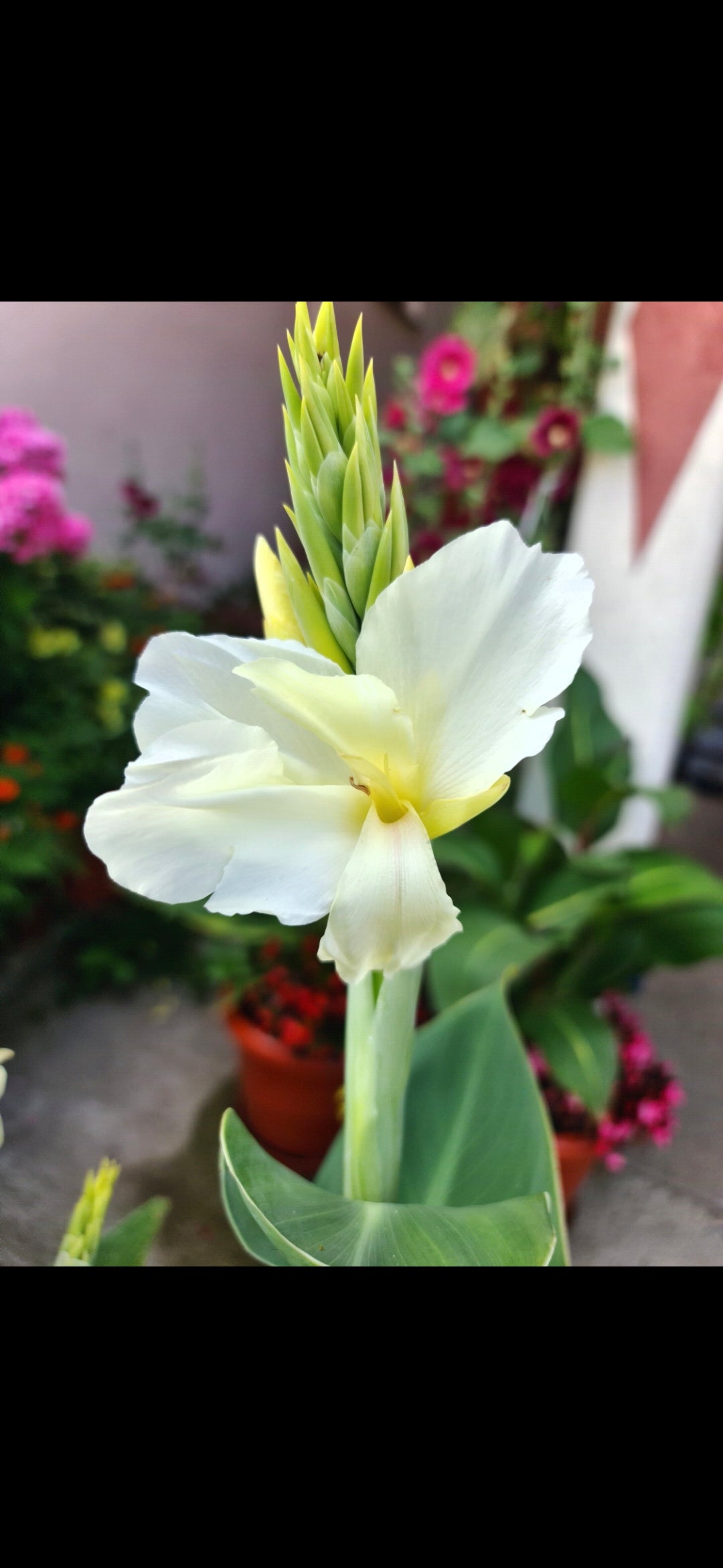 Canna 'Ermine'