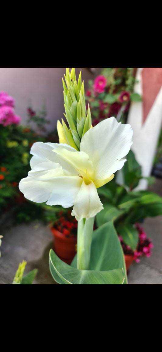 Canna 'Ermine'