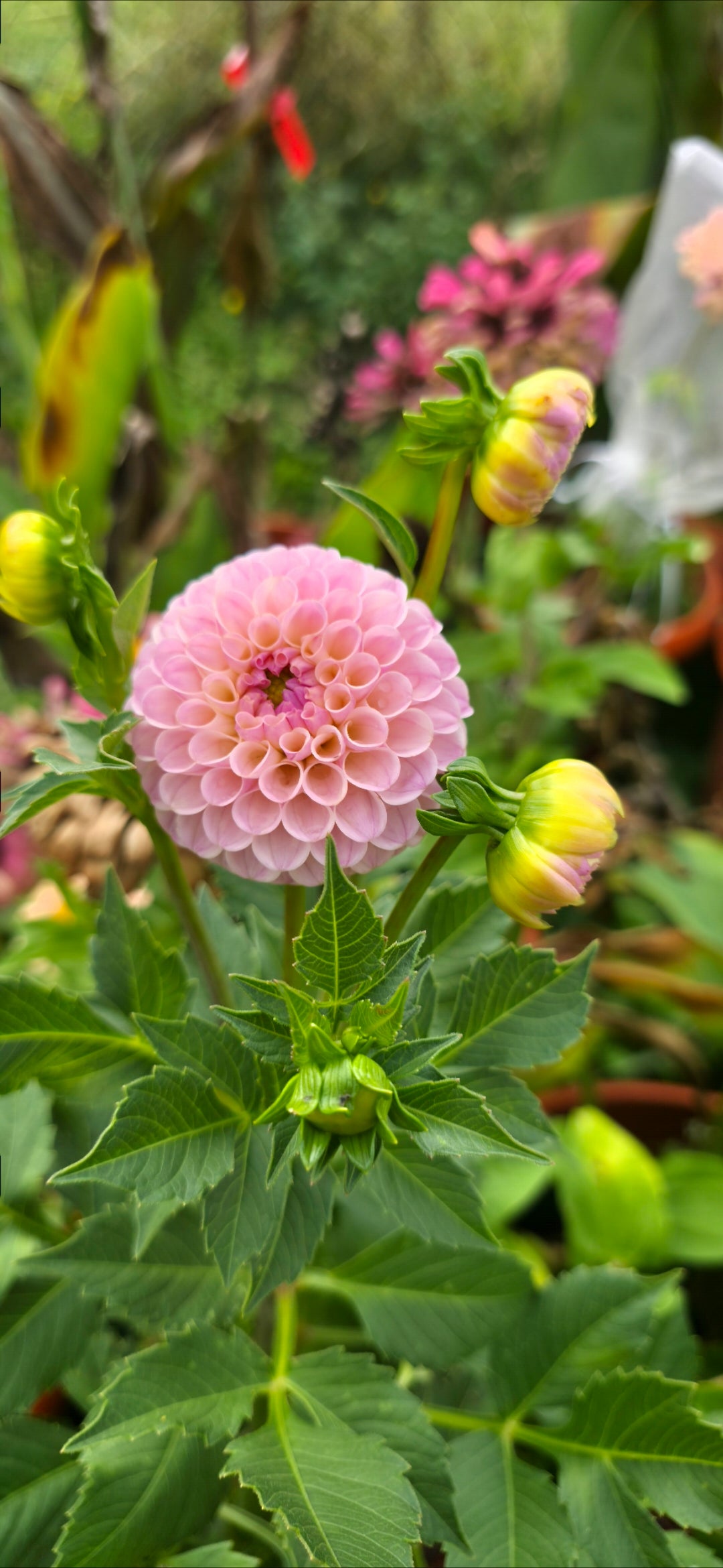 Dahlia 'Odyssey' - rooted cutting