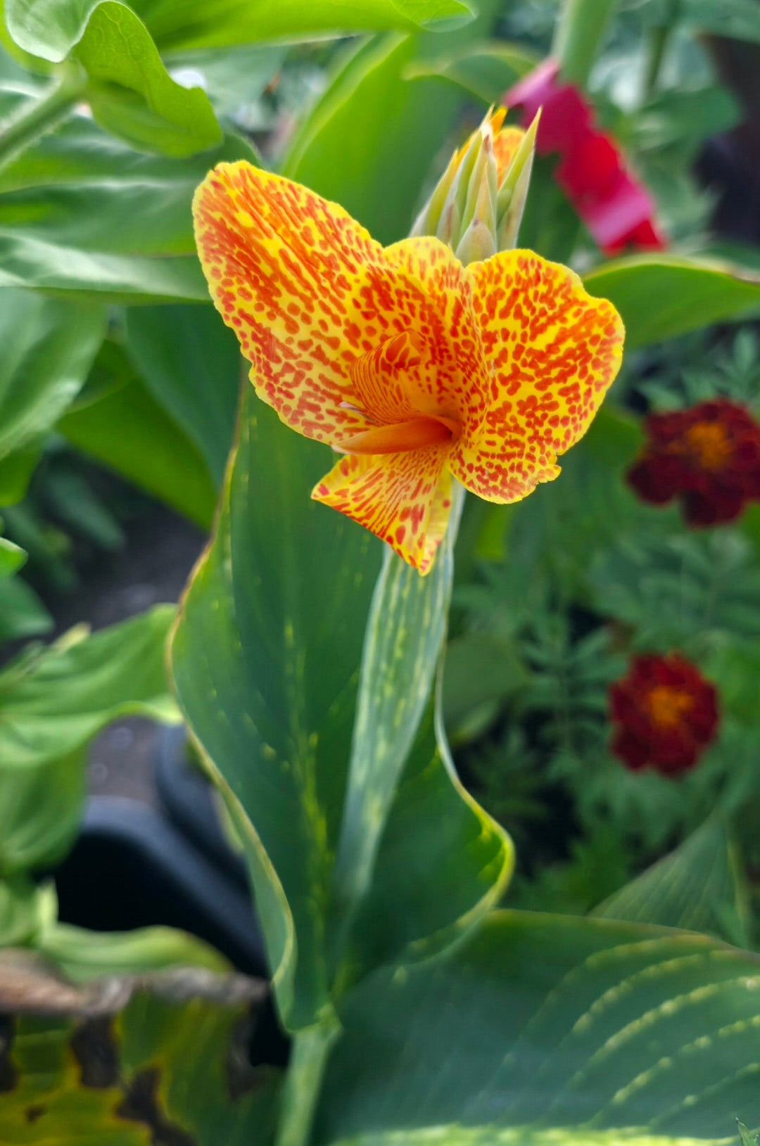 Canna 'Picasso tiger'