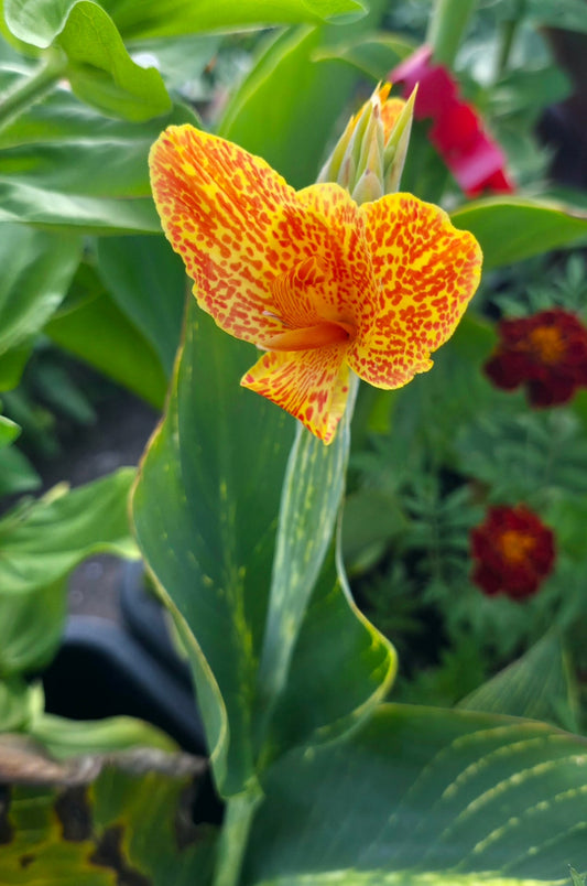 Canna 'Picasso tiger'