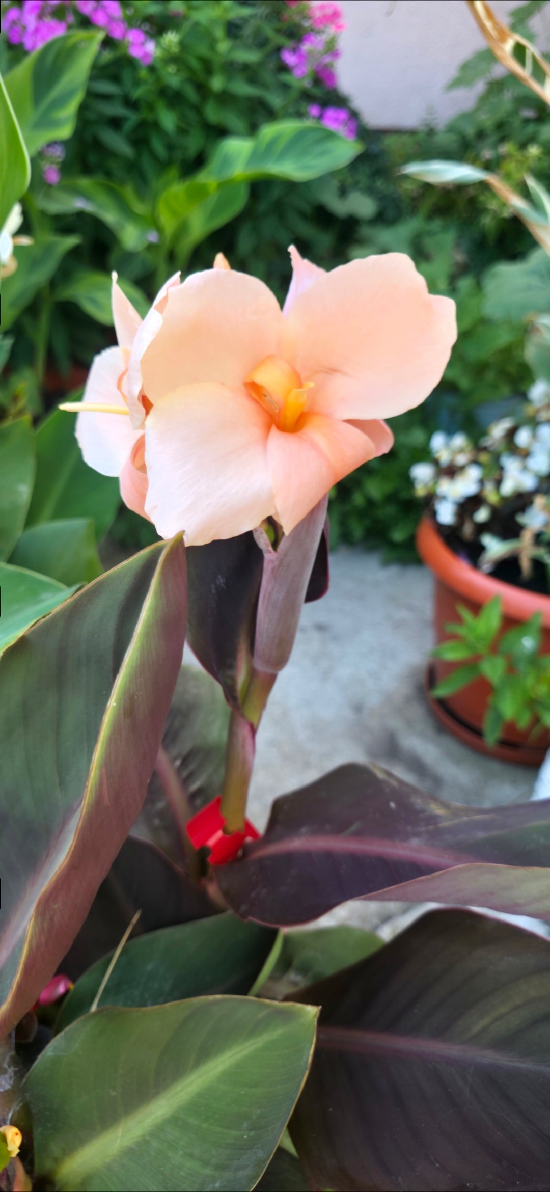 Canna 'Lady K'