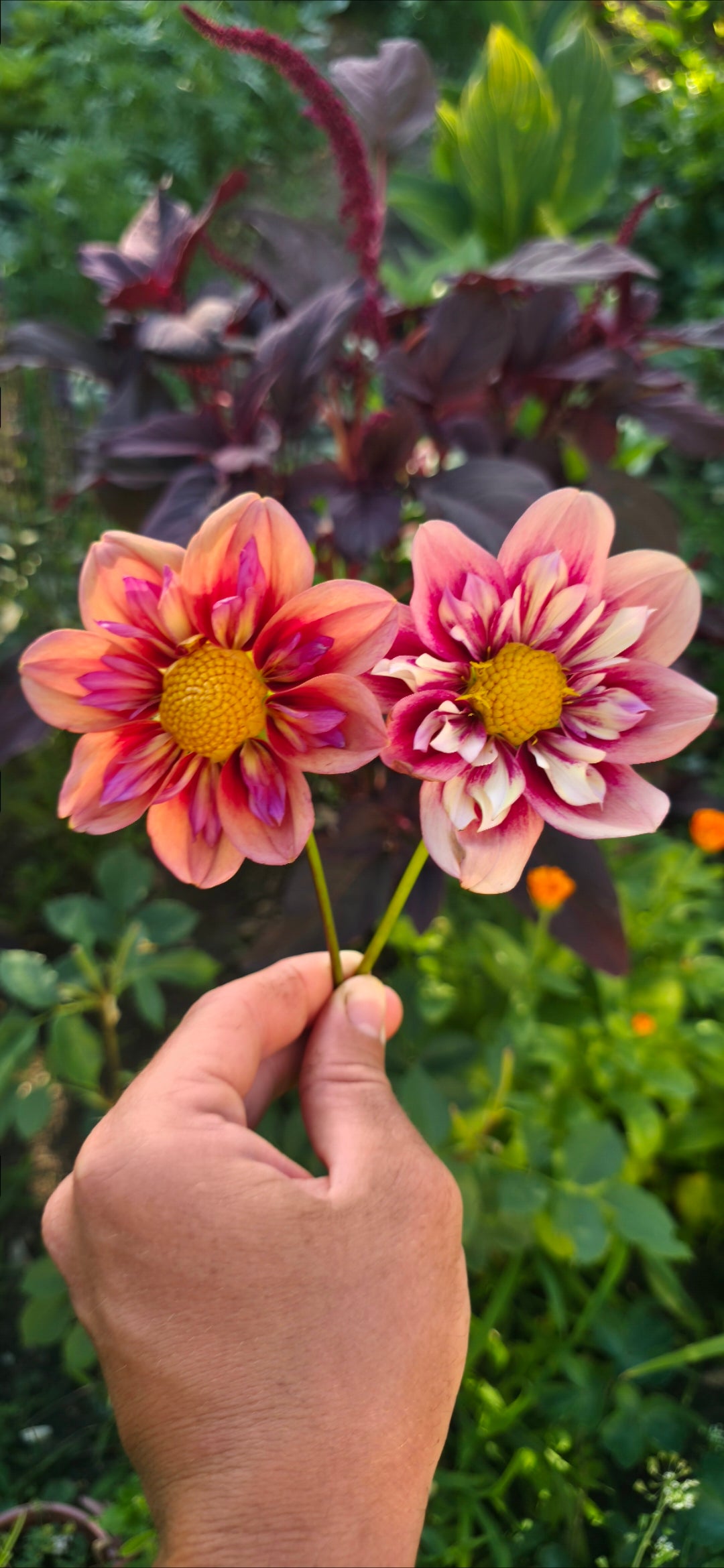 Dahlia collarette 'Orange Hype' - tuber