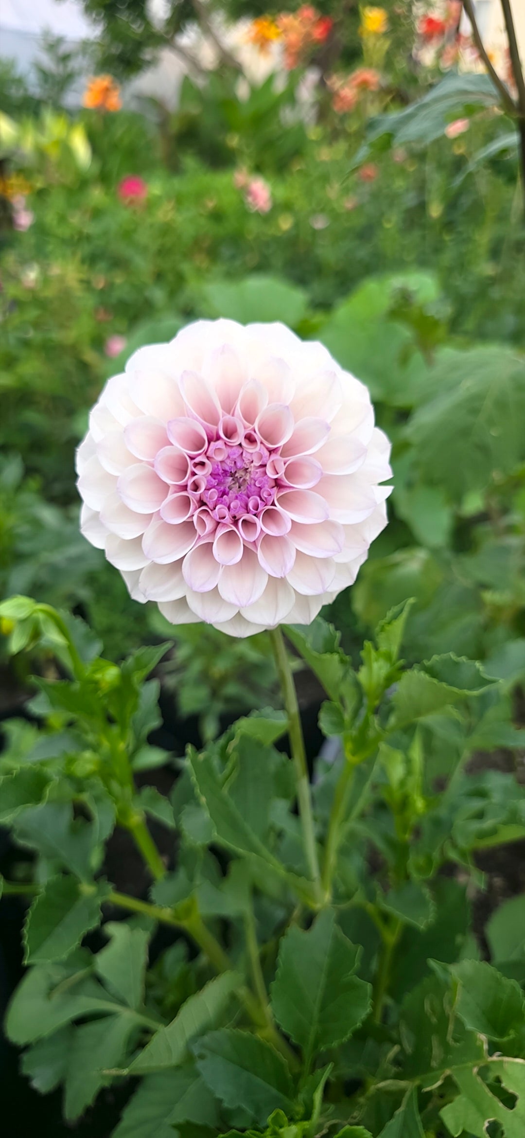 Dahlia 'Jeff Bloom' - rooted cutting