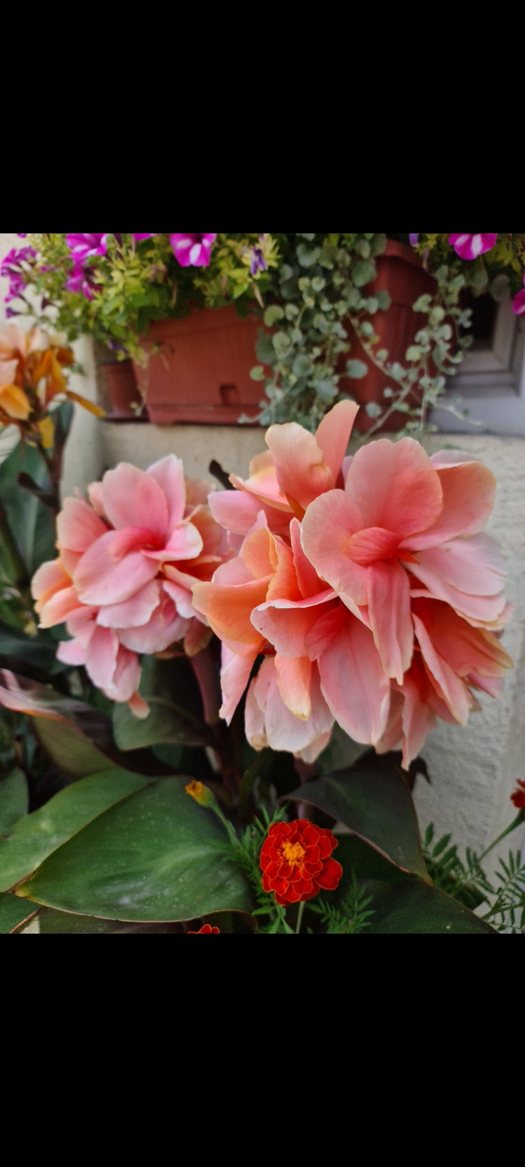 Canna 'Lady Hanna'
