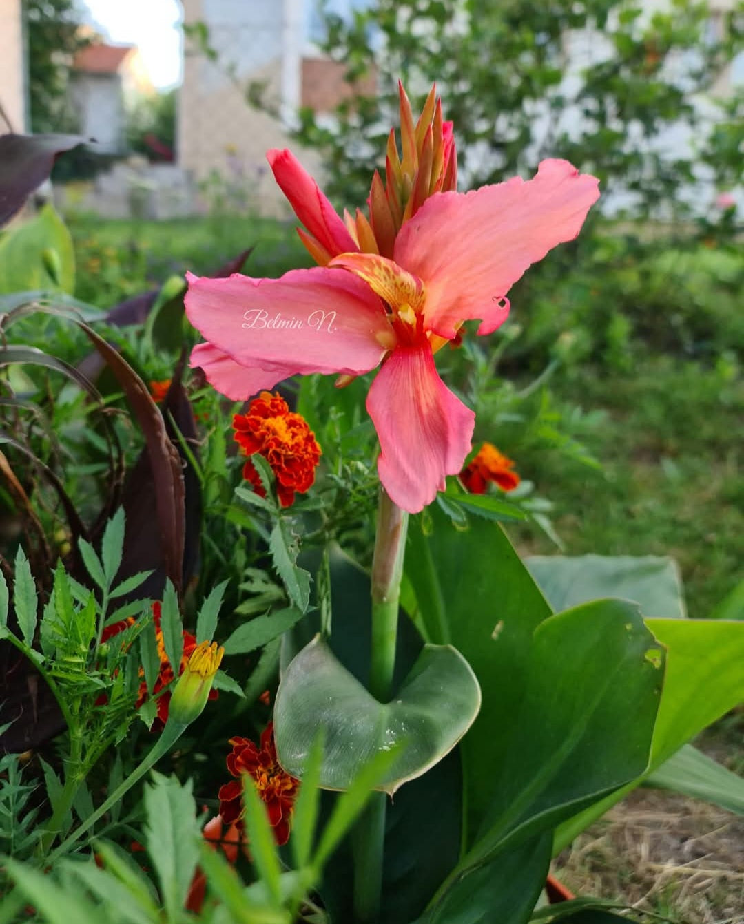 Canna 'Koronka'