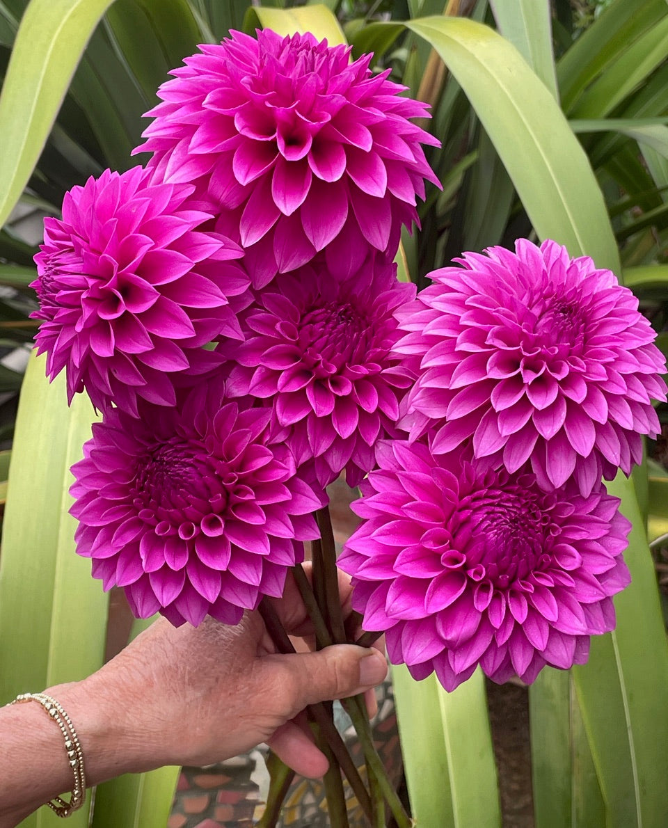 Dahlia 'KA’s® Tiny E' - rooted cutting