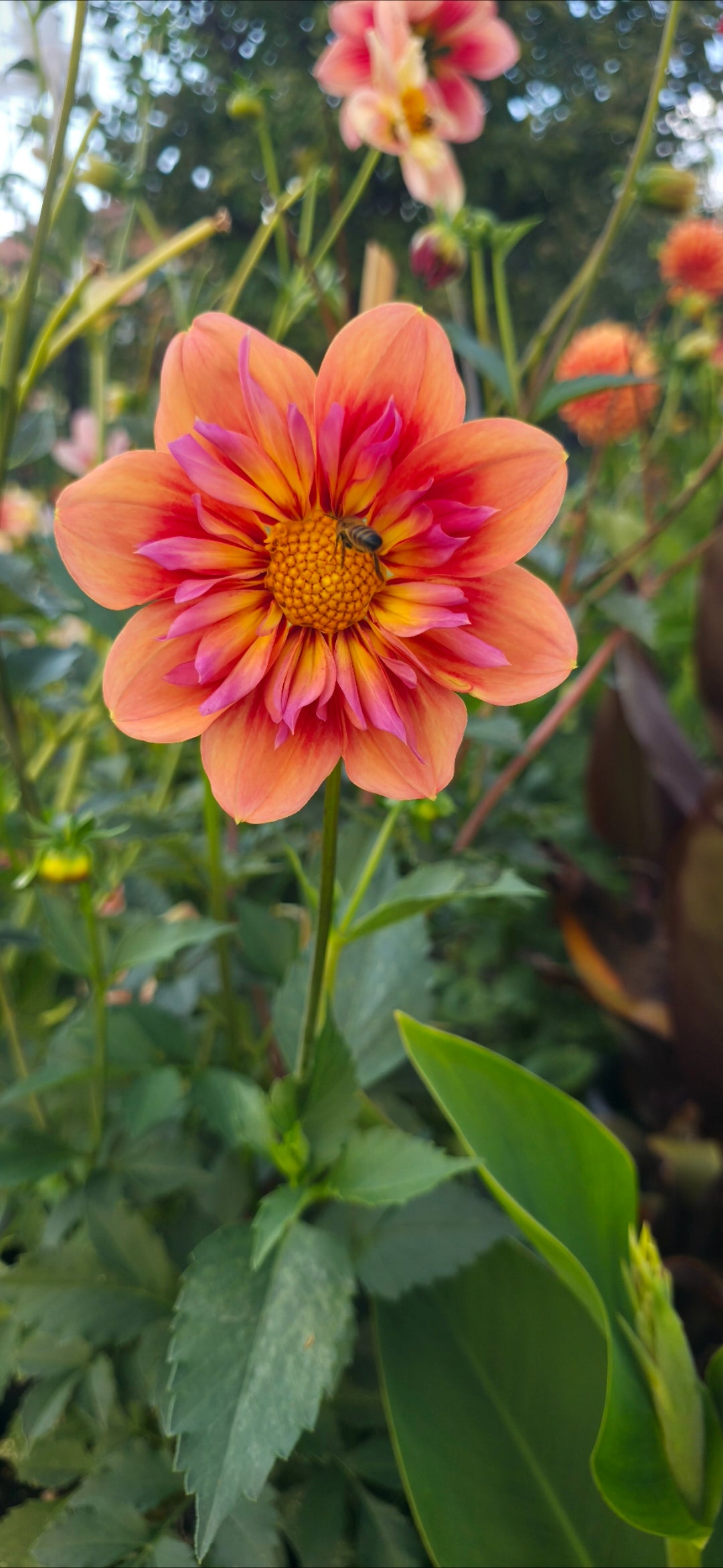 Dahlia collarette 'Orange Hype' - tuber