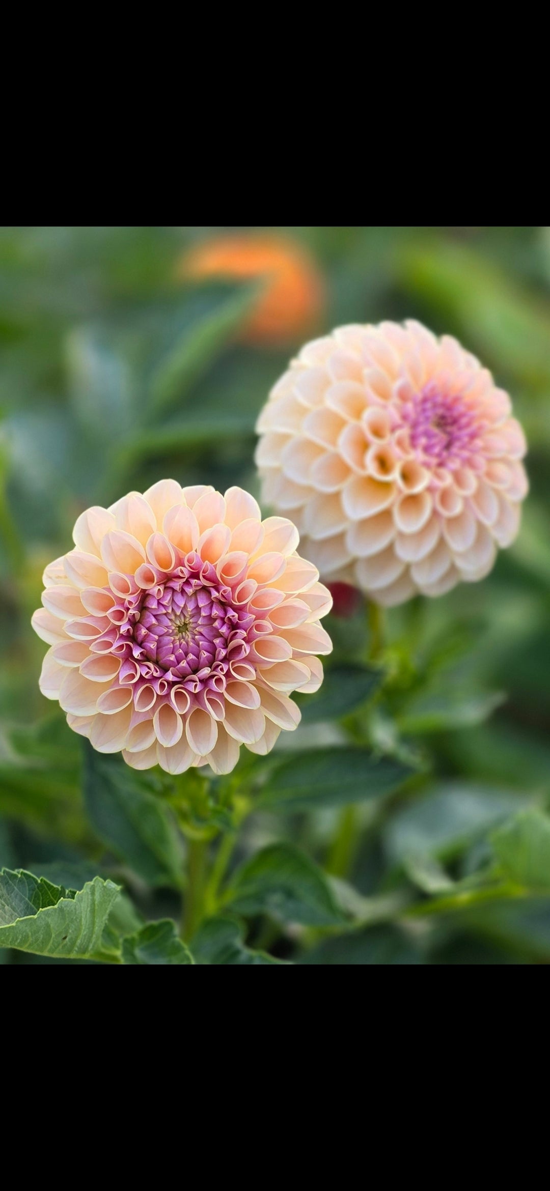 Dahlia 'KA’s® Cinder Rose' - rooted cutting