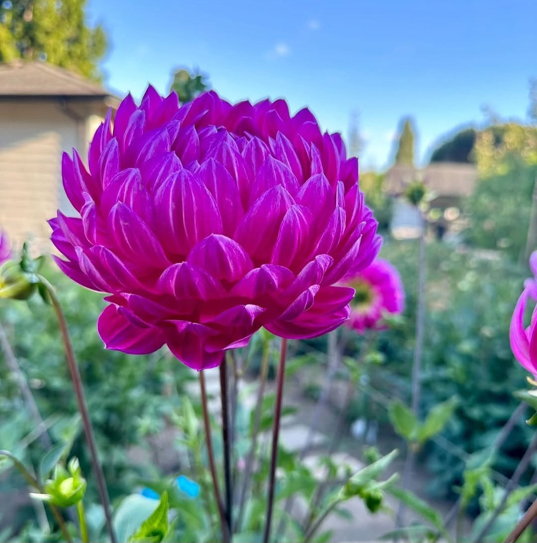 Dahlia 'Lyn's Lexi' - rooted cutting