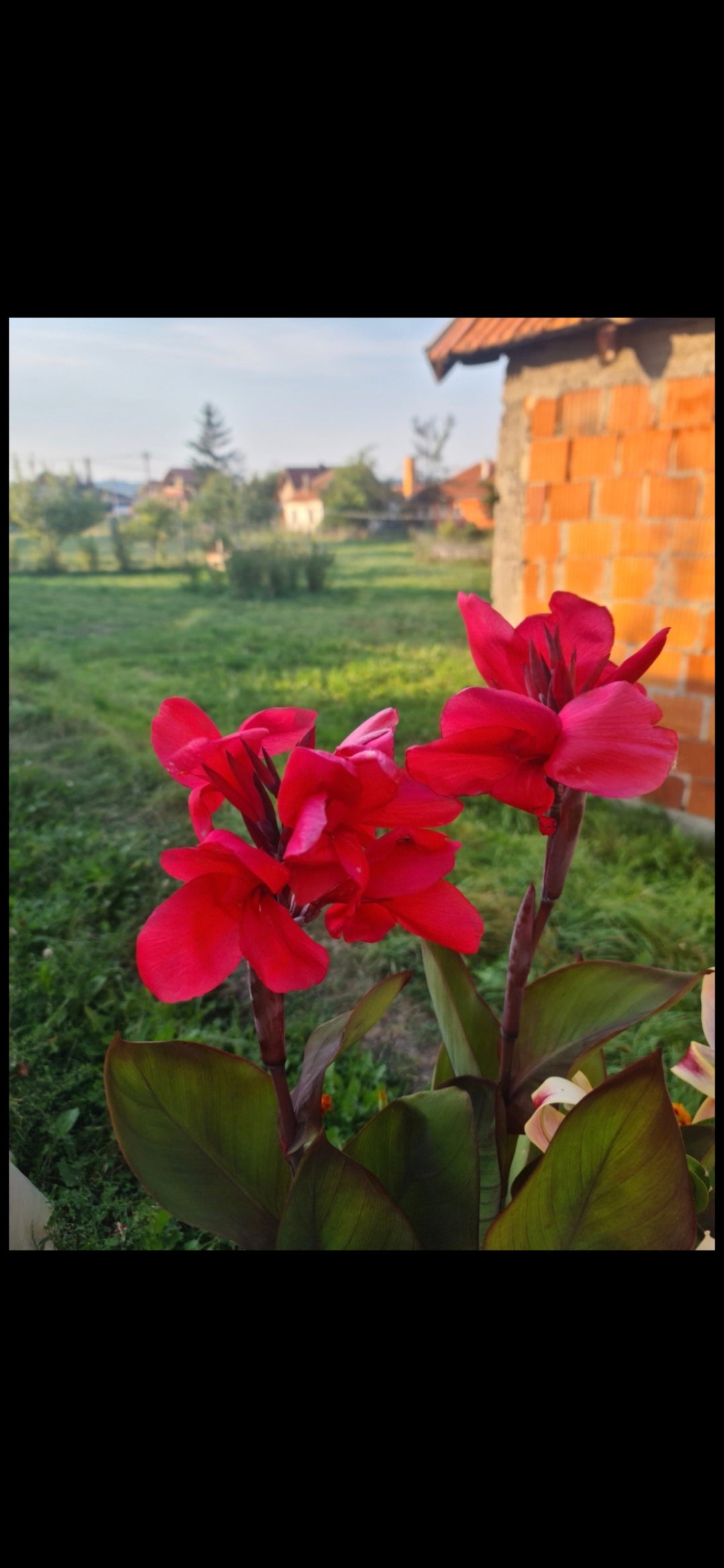 Canna 'Katie'