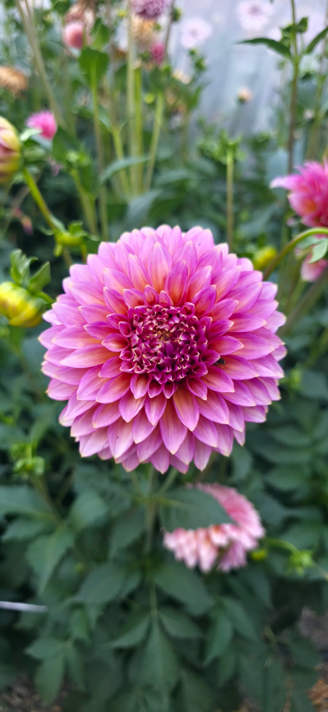 Dahlia 'Bloomquist Mojo - rooted cutting