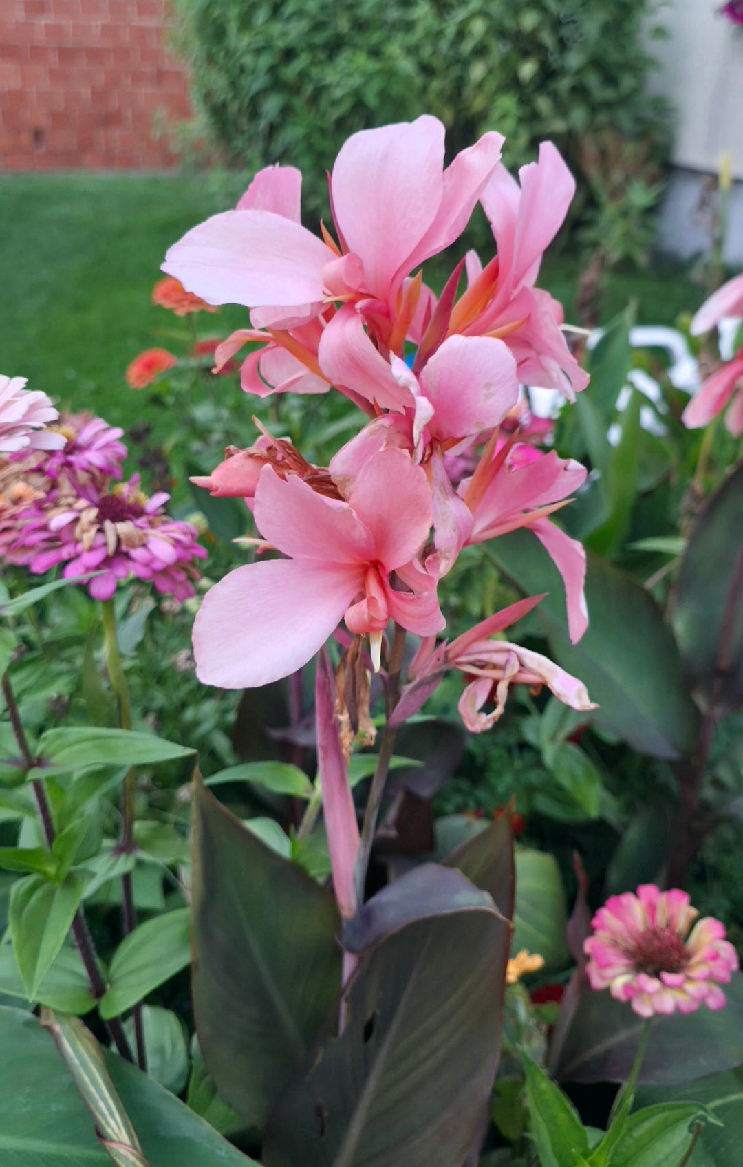 Canna 'Constitution'