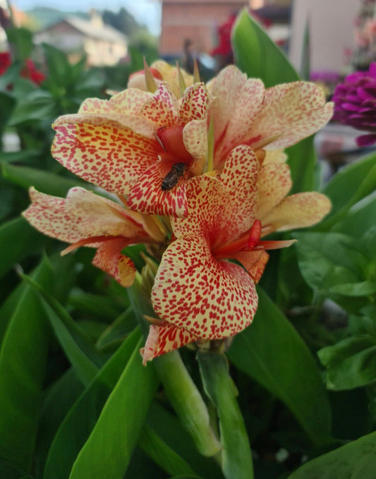 Canna 'Piccolo'