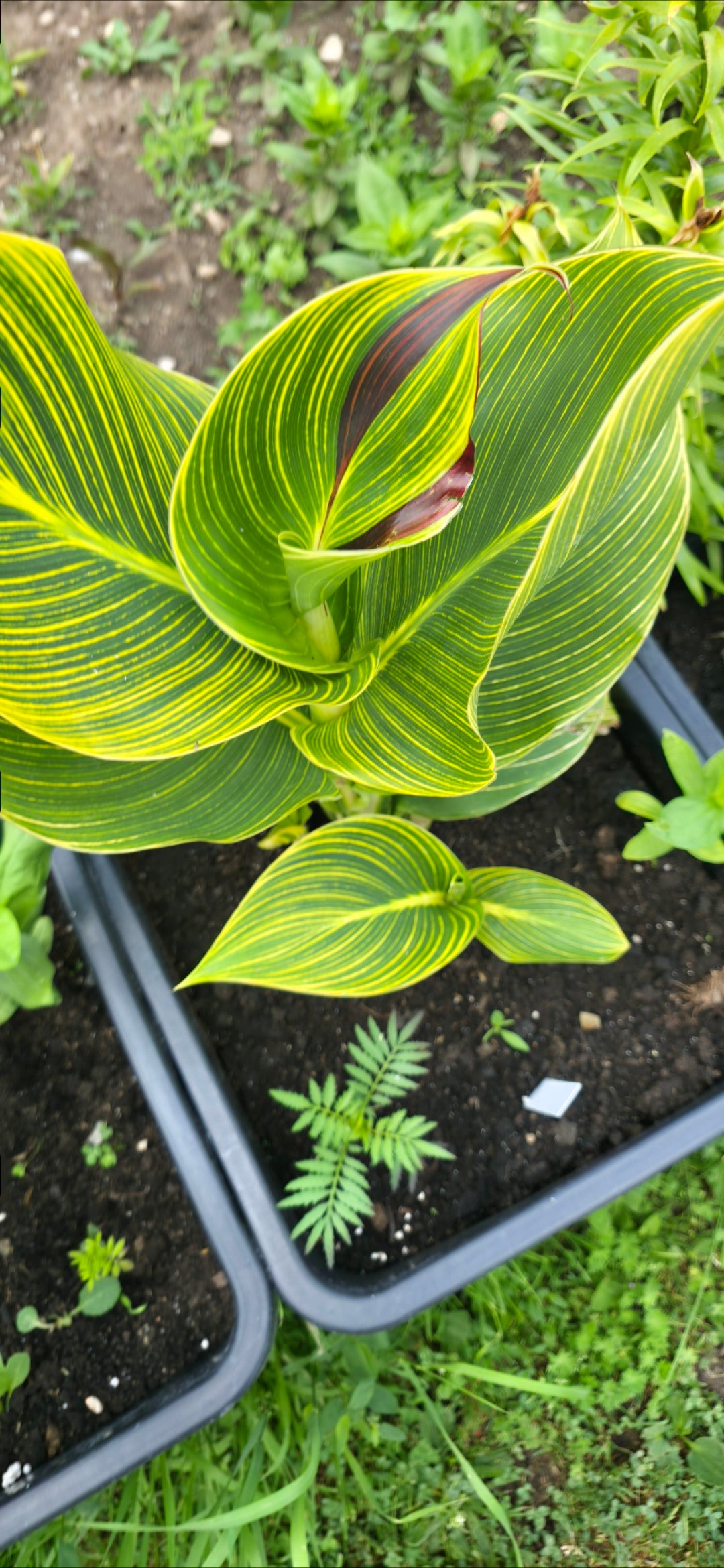 Canna 'Cleopatra tiger'