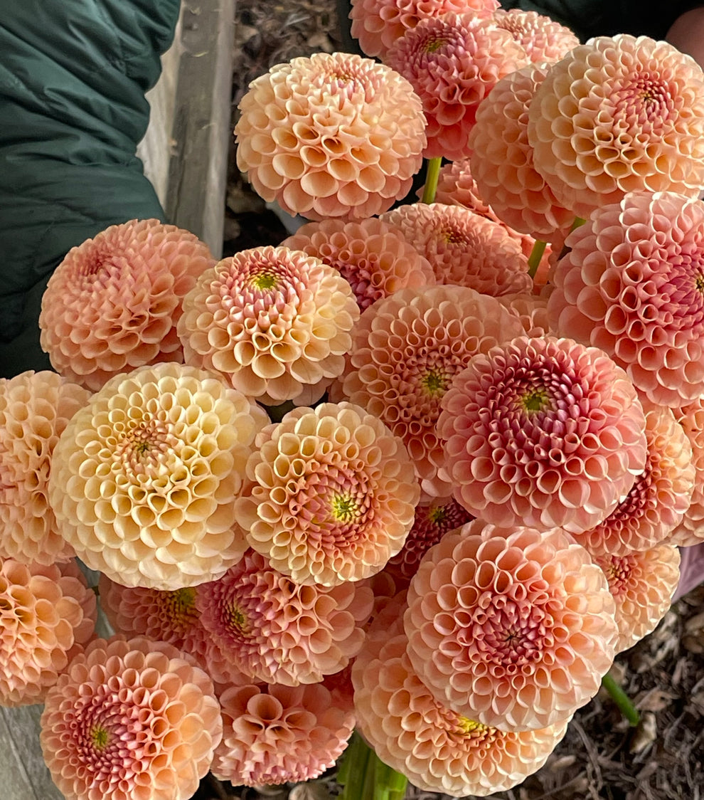 Dahlia 'KA’s® Honeycomb' - rooted cutting