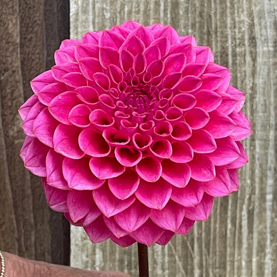 Dahlia 'KA’s® Poppin Pink' - rooted cutting