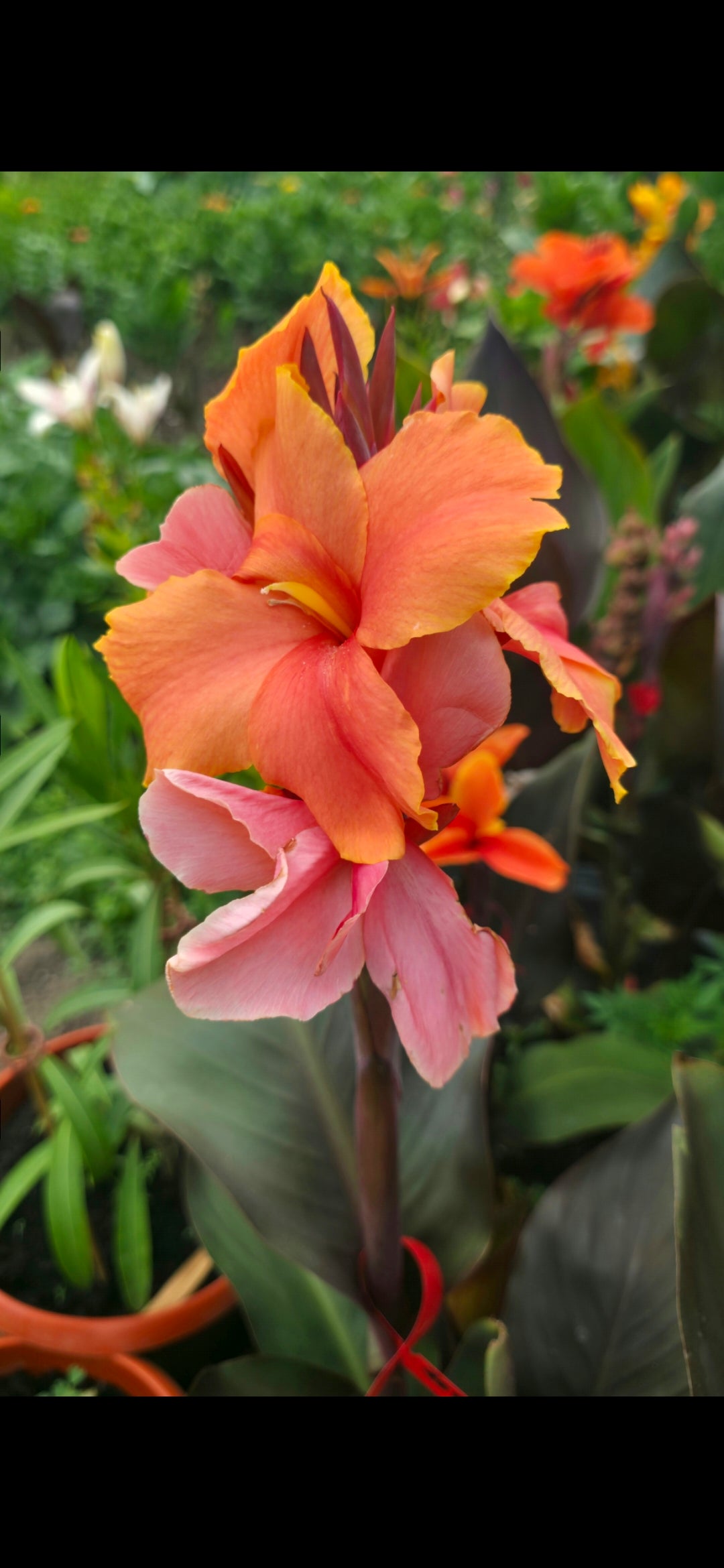Canna 'Zoya'