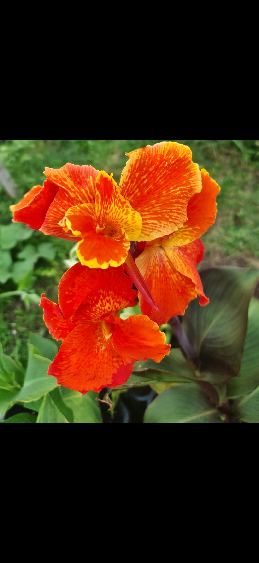 Canna 'Cardinal'