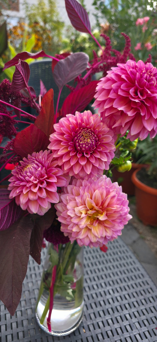 Dahlia 'Bloomquist Mojo - rooted cutting