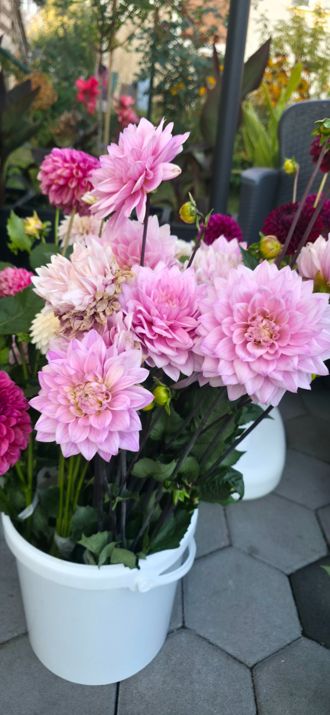 Dahlia 'Karma Prospero' - tuber