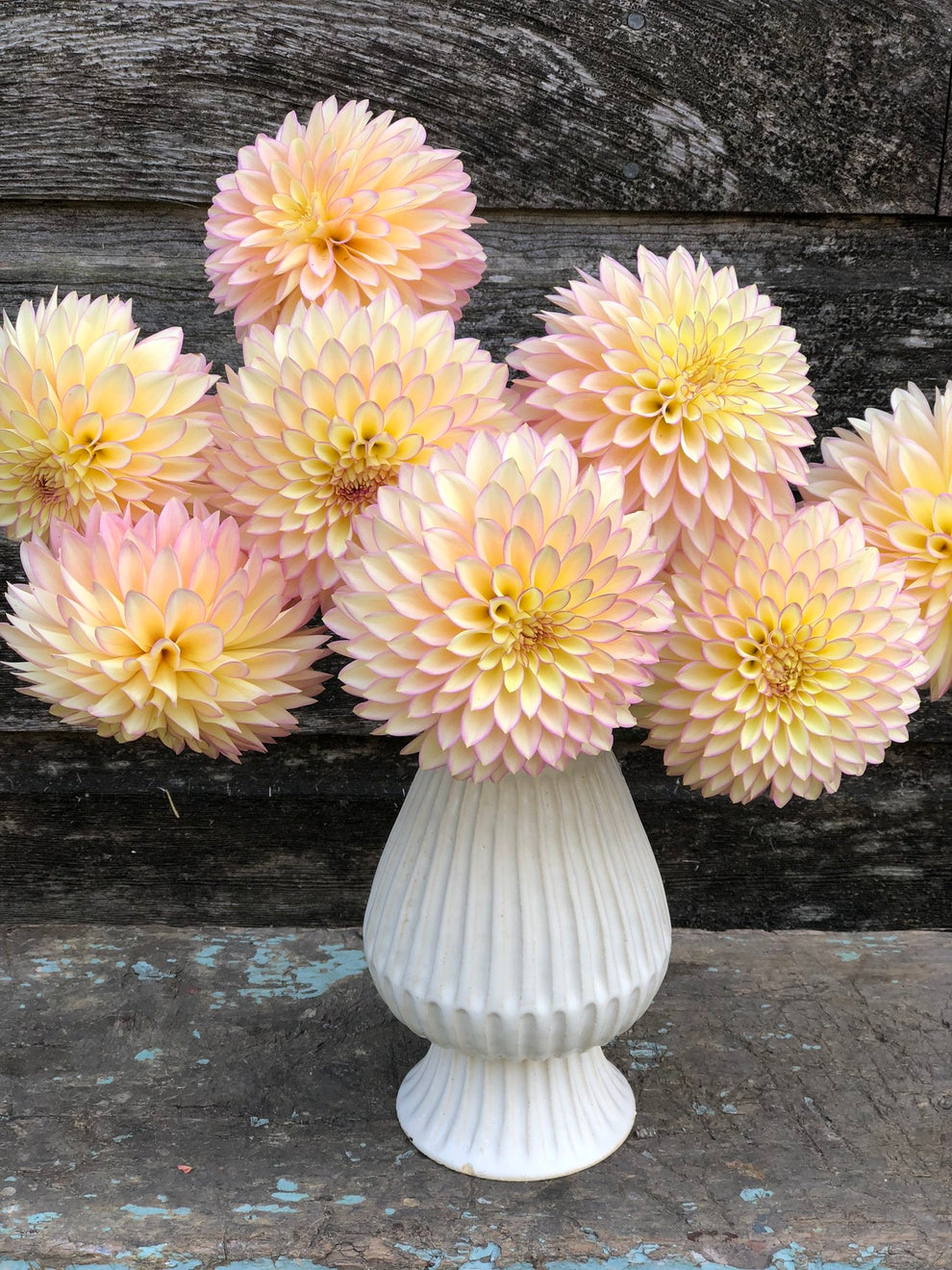 Dahlia 'Bloomquist Blush' - rooted cutting