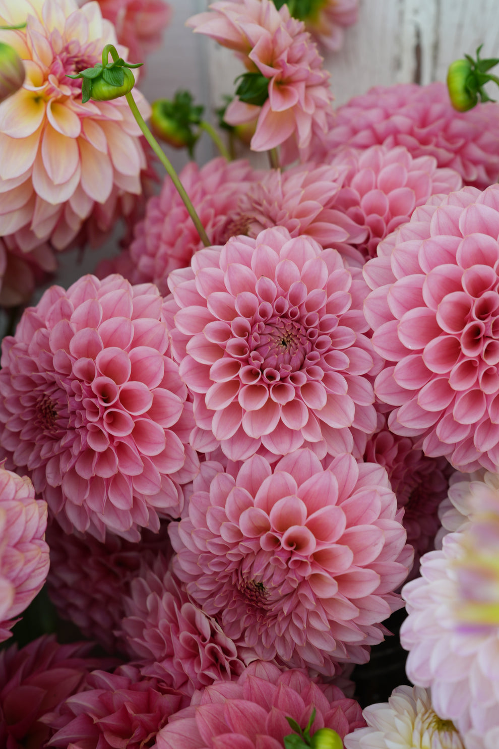 Dahlia 'RM Mauvelous' - rooted cutting