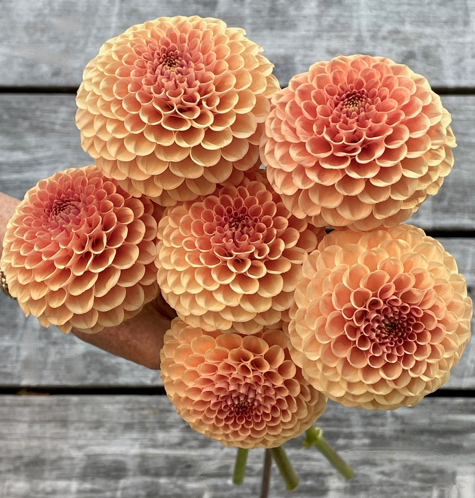 Dahlia 'KA’s® Sicilian Summer' - rooted cutting