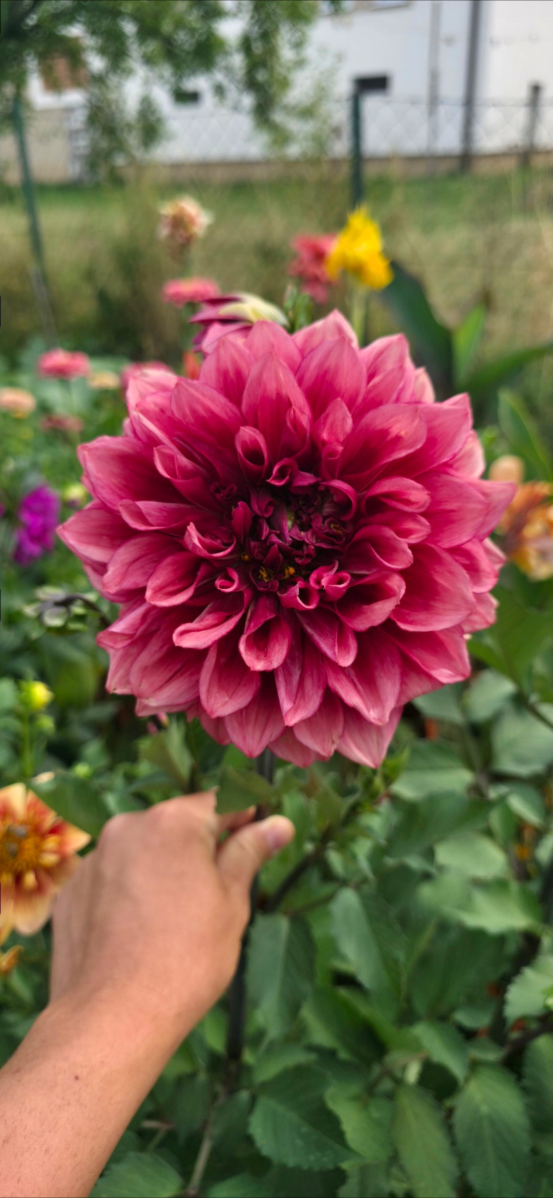Dahlia 'Bloomquist York' - tuber