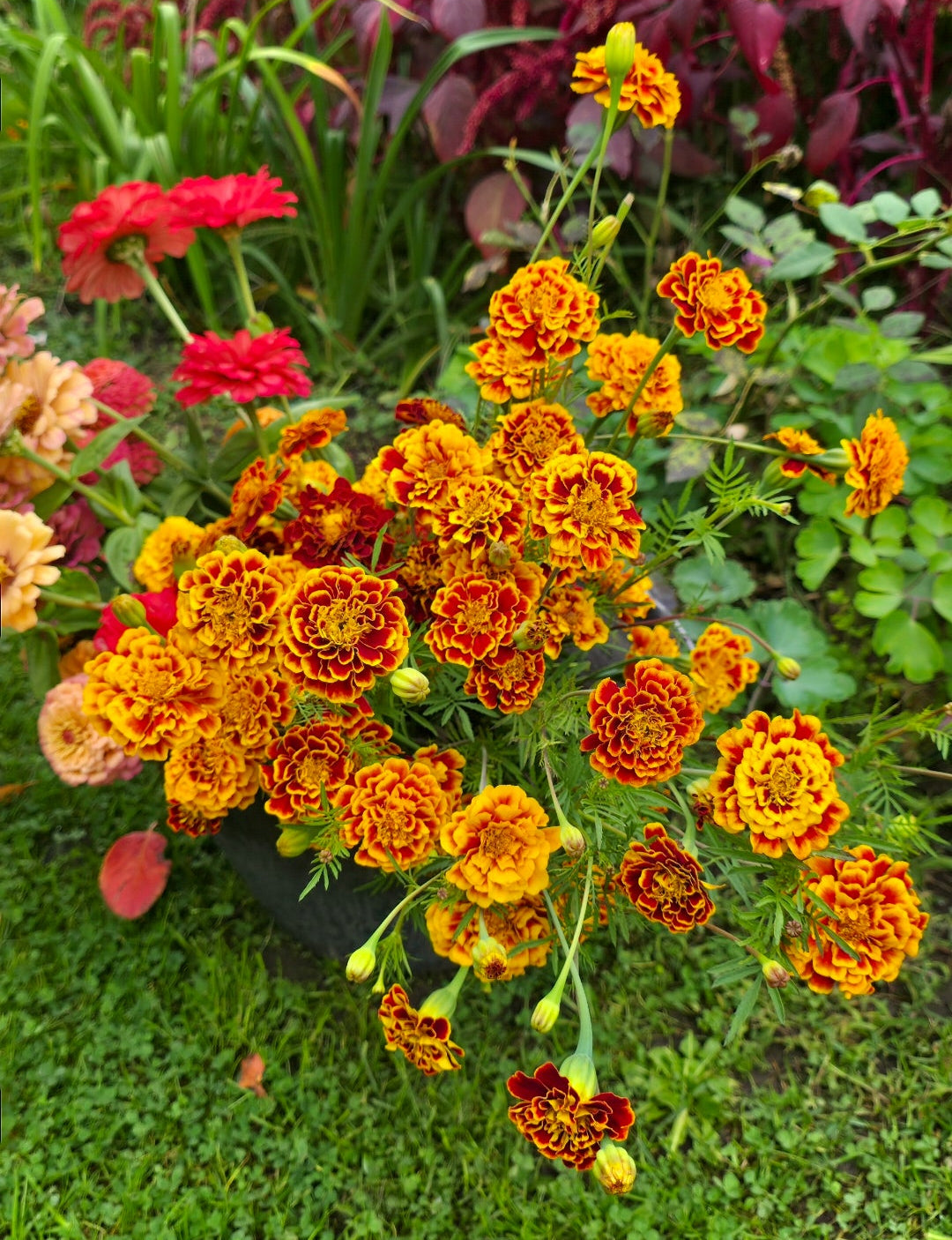 Marigolds 'Sparkler' - 50 semena