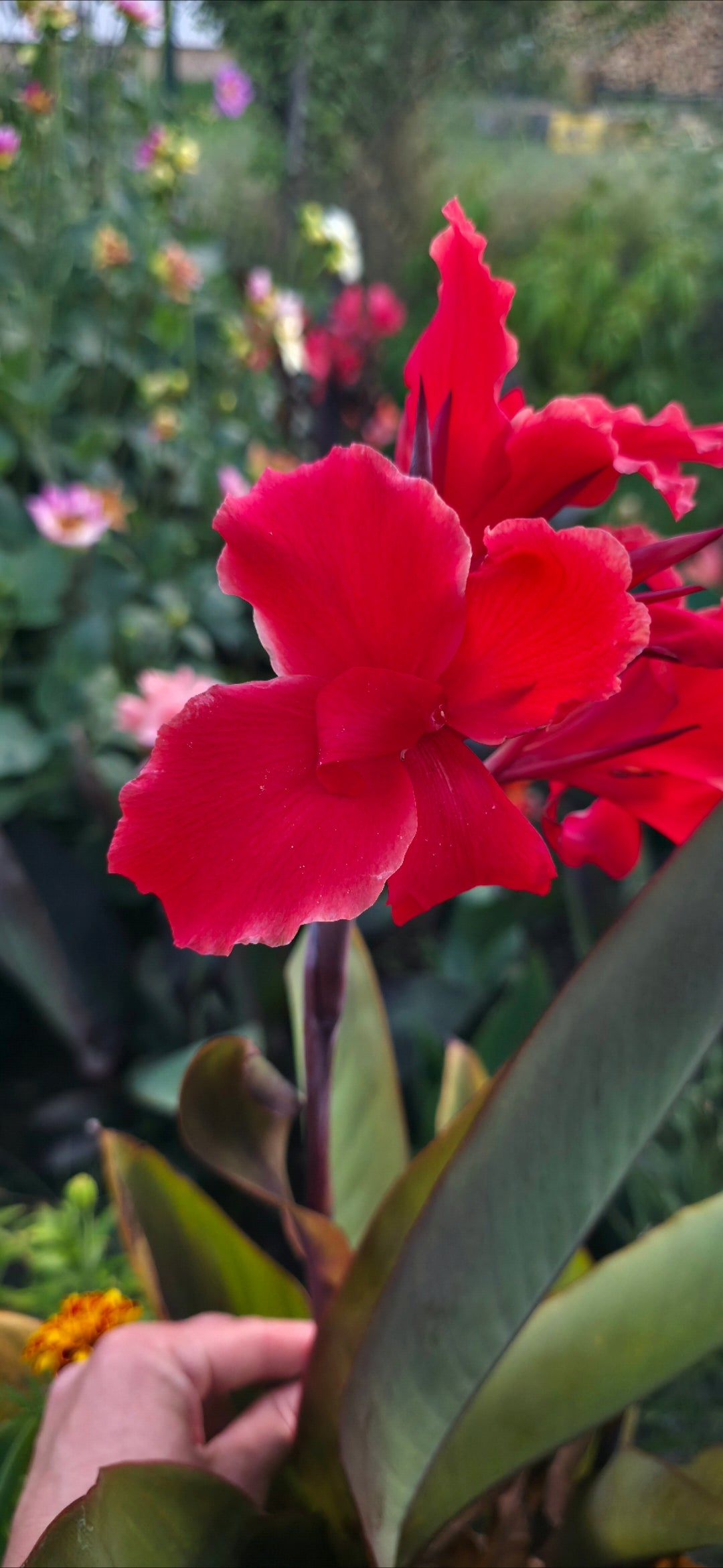 Canna 'Carmen'