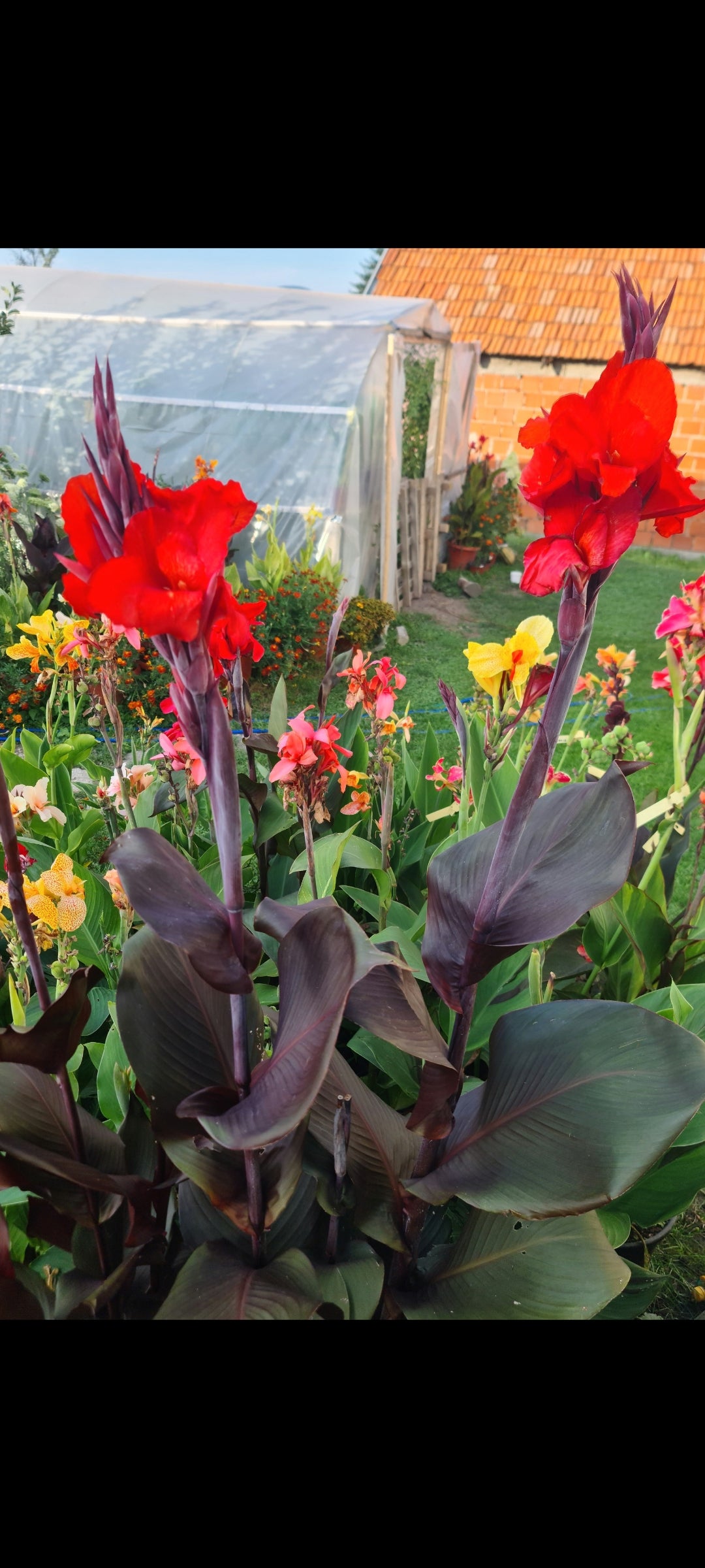 Canna 'Tropicanna Black'