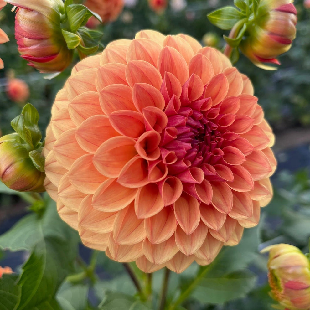 Dahlia 'KA’s® Blood Orange' - rooted cutting