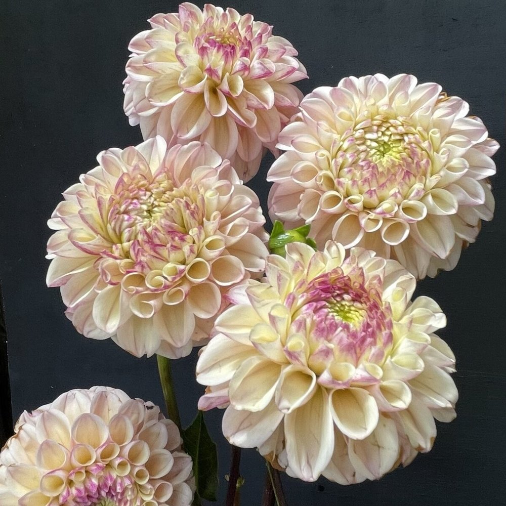 Dahlia 'Lee's Little Angel' - rooted cutting