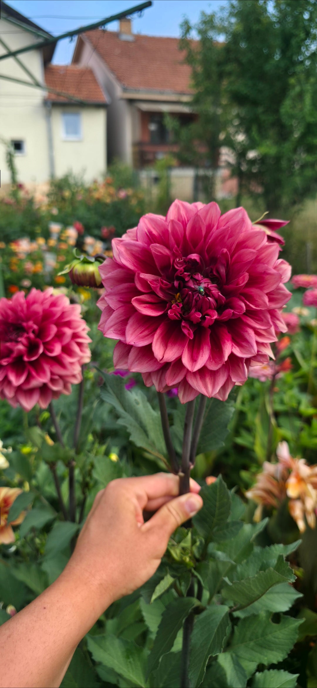 Dahlia 'Bloomquist York' - tuber