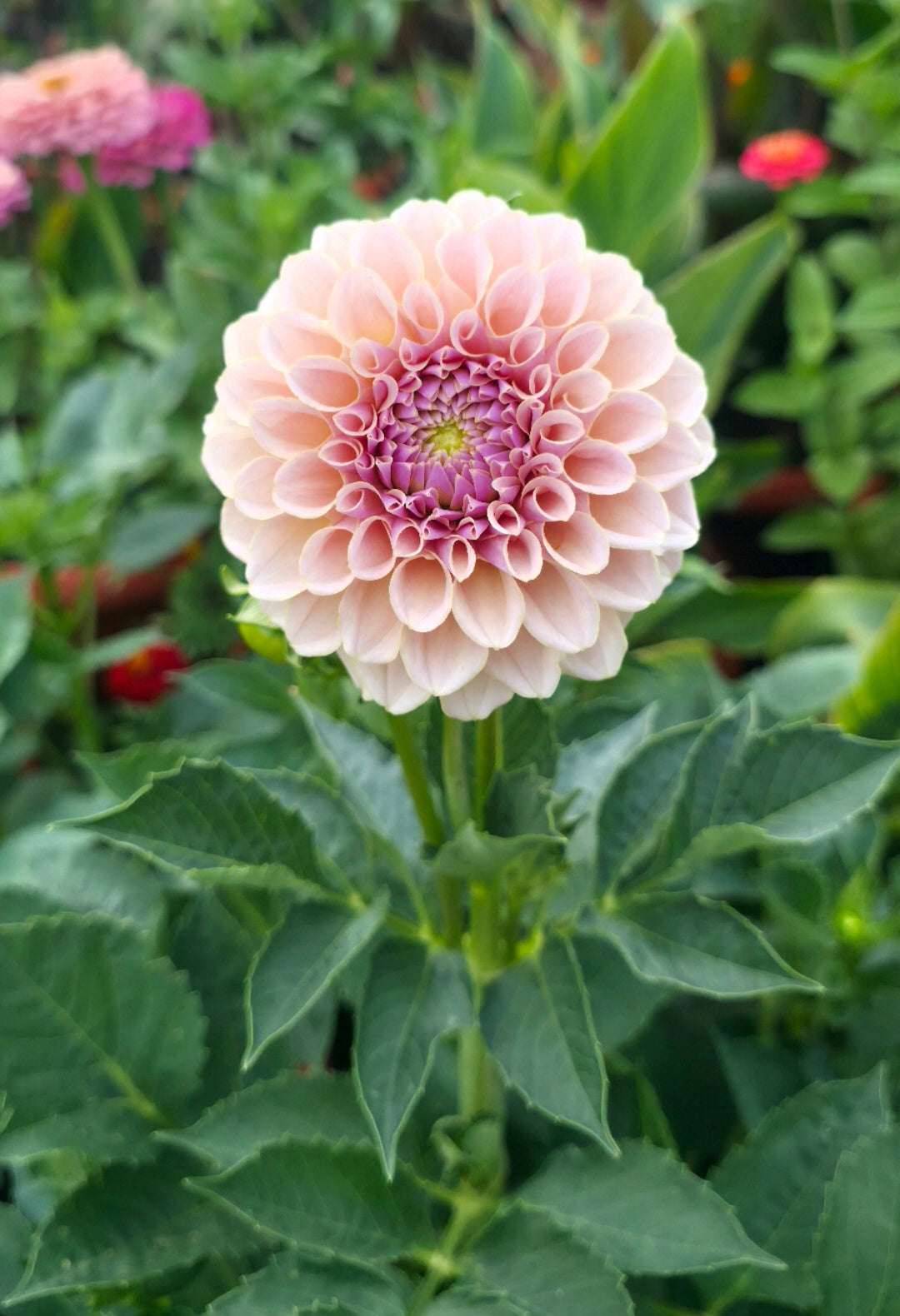 Dahlia 'KA’s® Cinder Rose' - rooted cutting