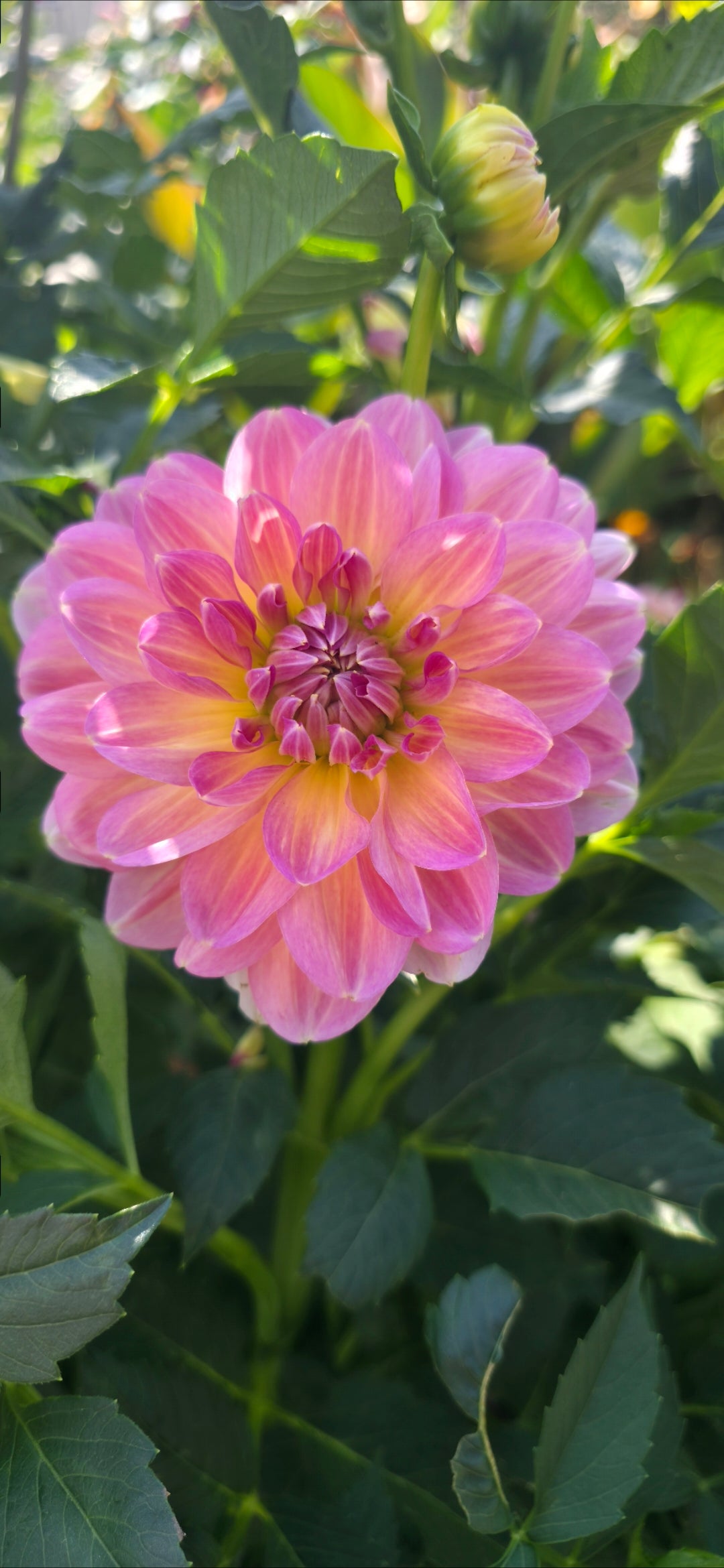 Dahlia 'Hapet Old Charm' - rooted cutting