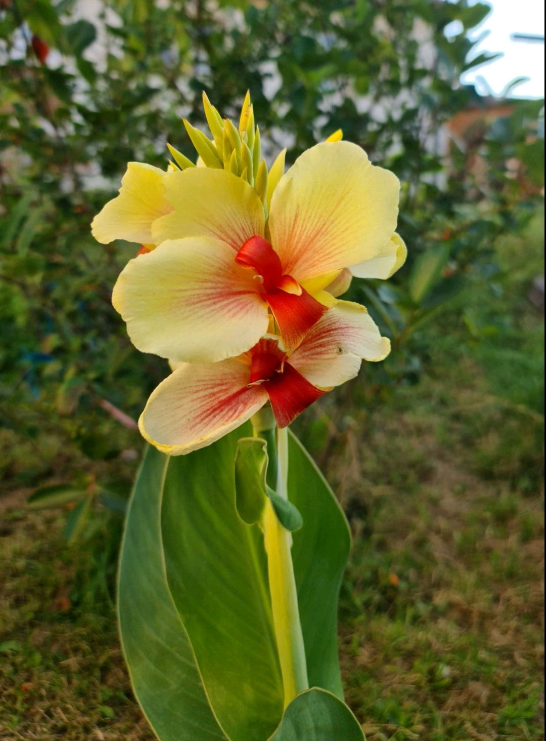 Canna 'Rosalinda'