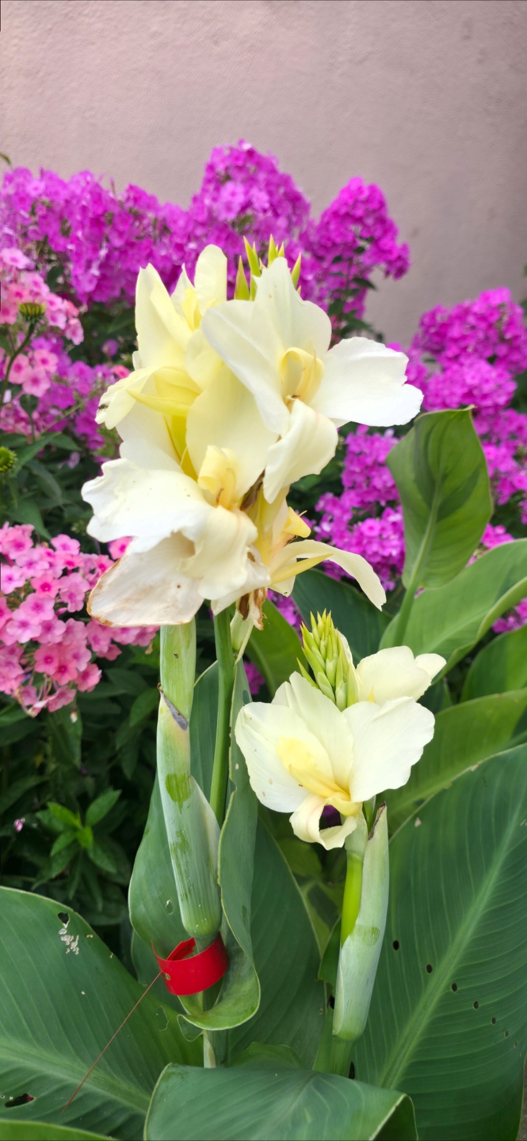 Canna 'Ermine'