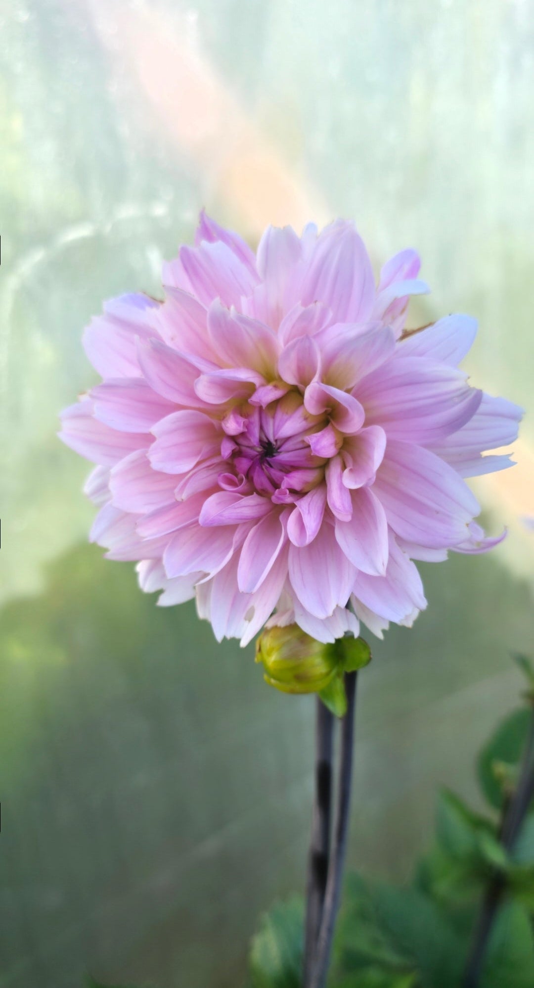 Dahlia 'Karma Prospero' - tuber
