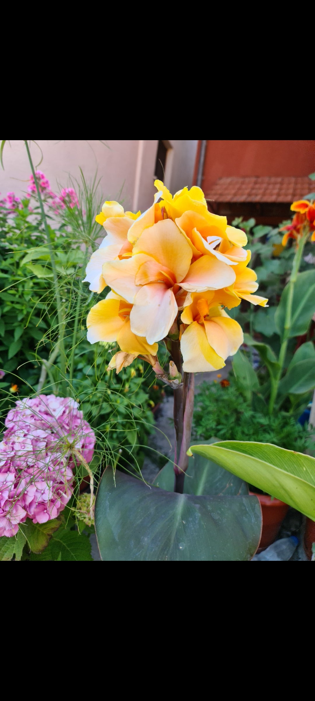 Canna 'Golden Orb'