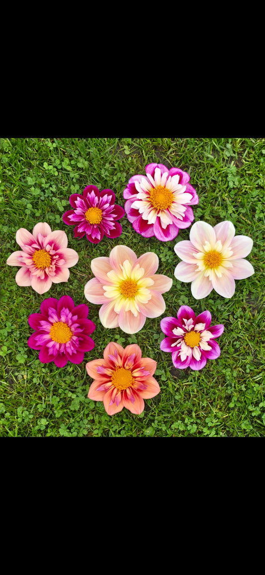 Dahlia collarette seme - mix od R&C, Orange Hype, April Heather - 25 komada