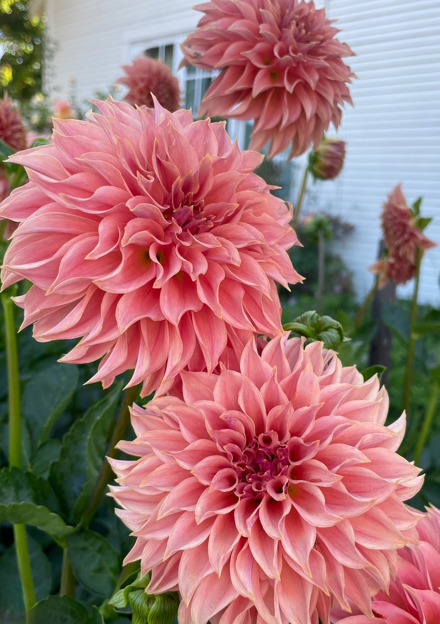 Dahlia 'KA’s® Coral Sea' - rooted cutting