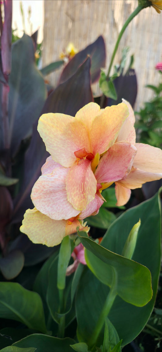 Canna 'Chou Chou'