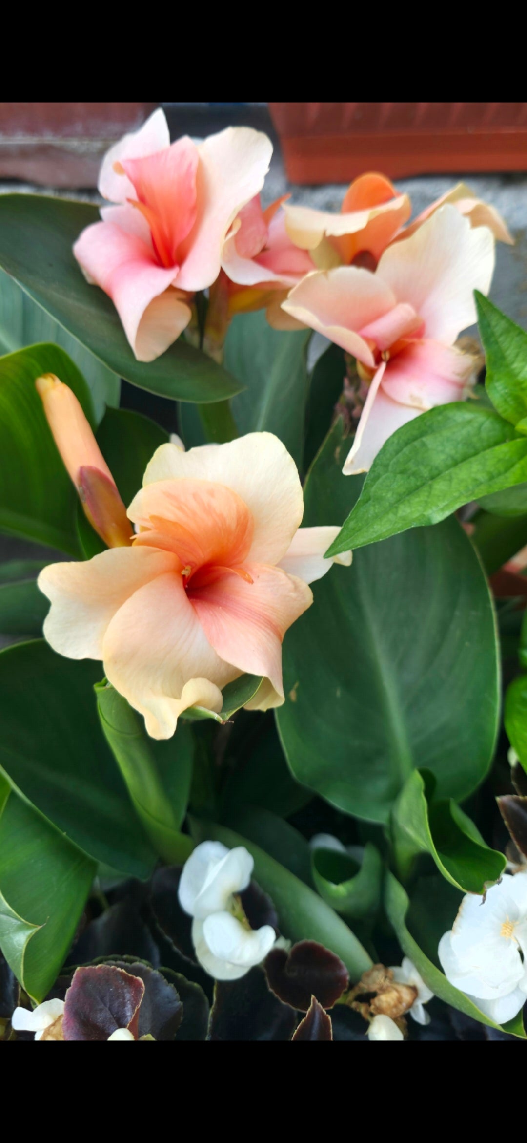 Canna 'Chelsea'