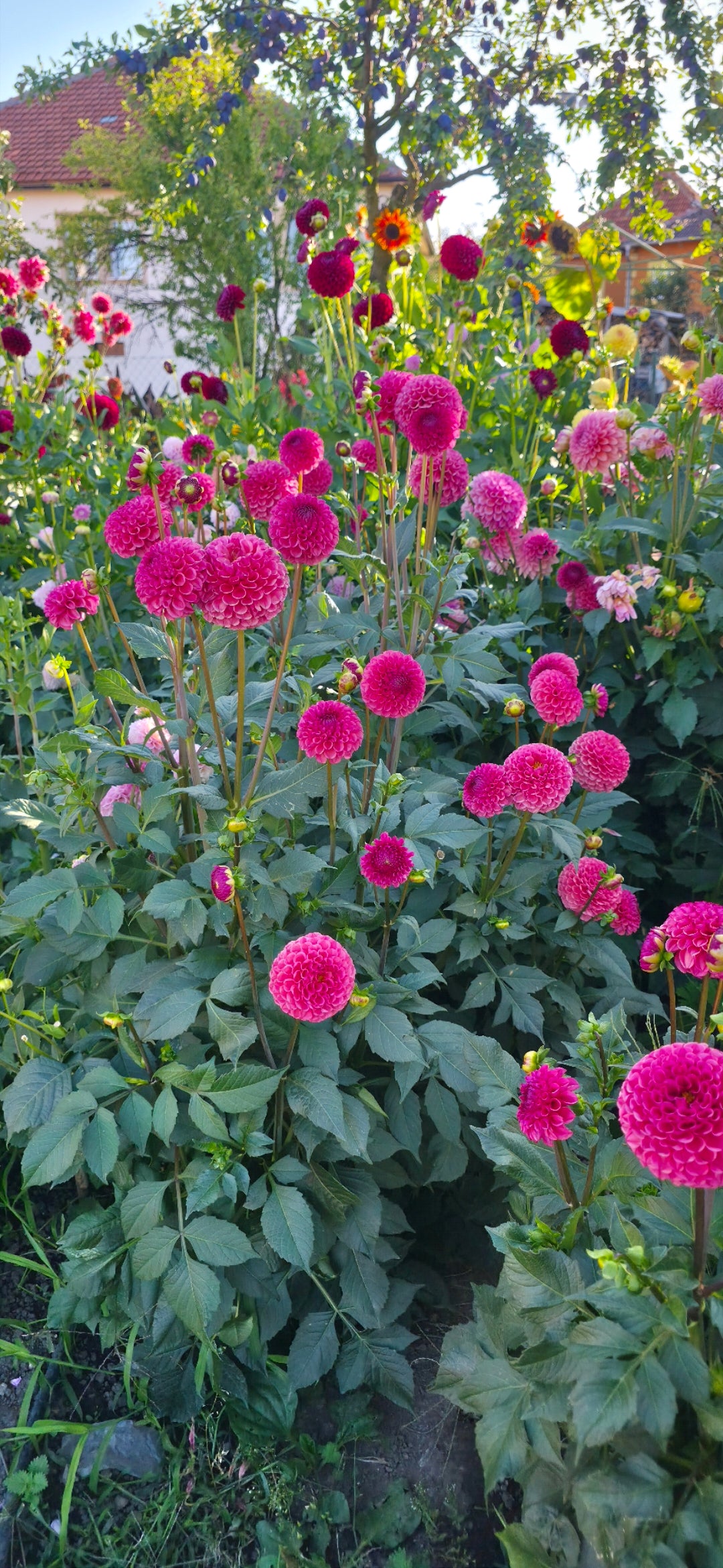 Dahlia 'Ferncliff Rusty' - rooted cutting