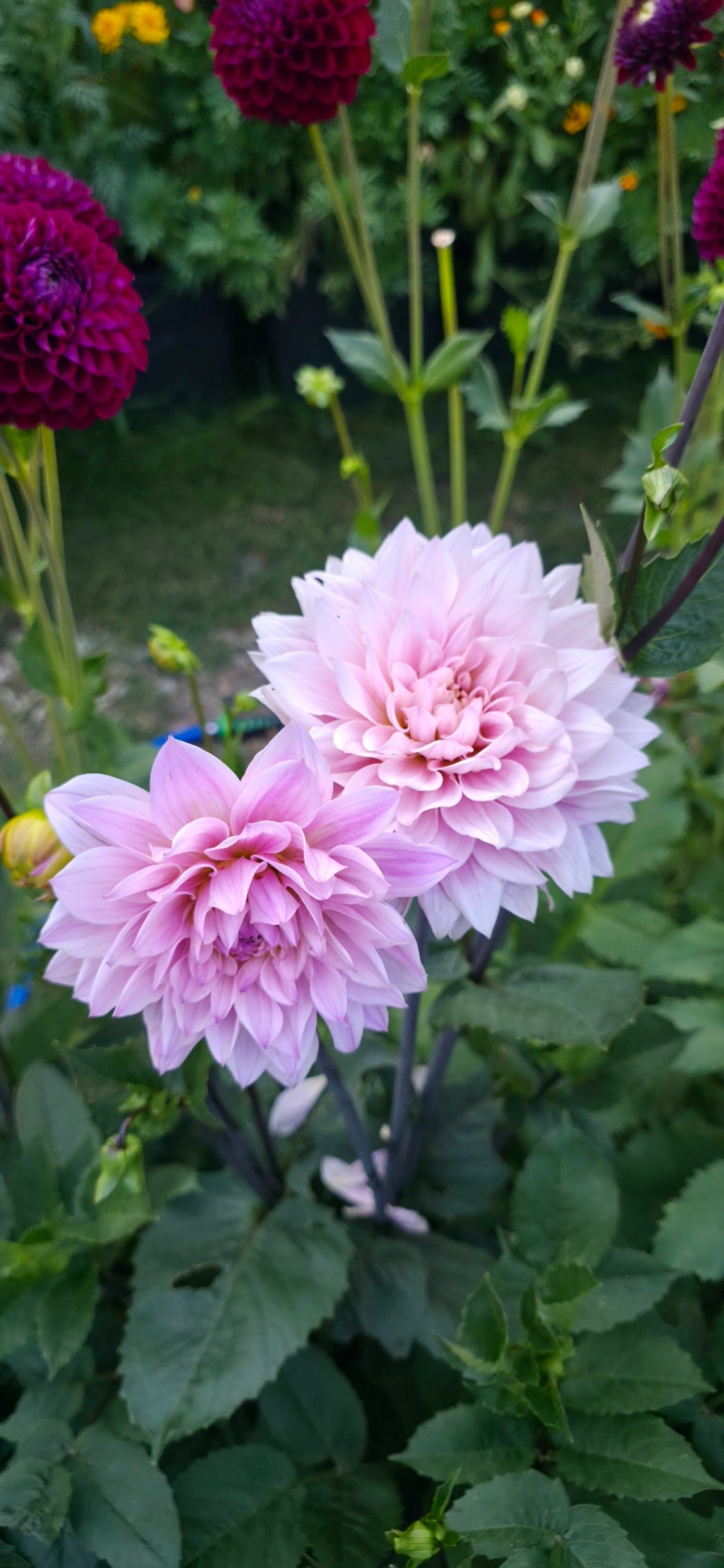 Dahlia 'Karma Prospero' - tuber