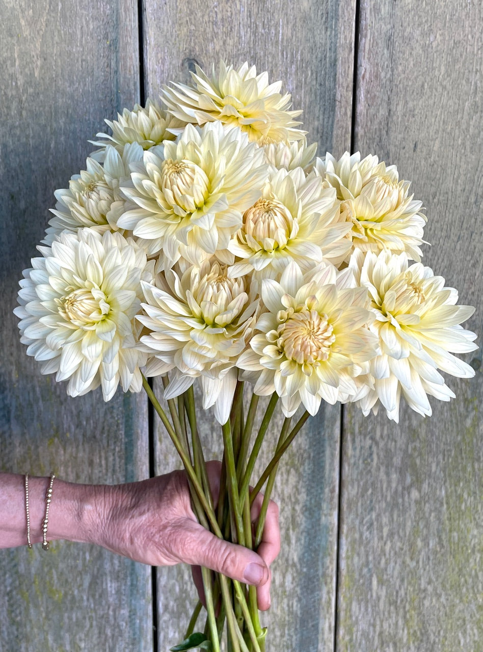 Dahlia 'KA’s® Linen' - rooted cutting